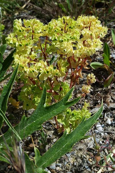 Fausse euphorbe peplus